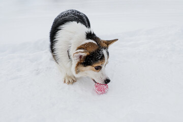 Dog. Welsh corgi Pembroke. A purebred dog with a toy in the snow. Pet