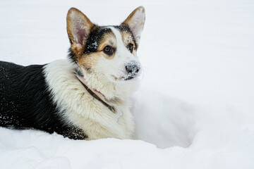 Dog. Welsh Corgi Pembroke. A joyful, thoroughbred dog in the snow. Pet