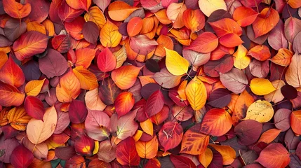 Foto op Aluminium Immerse yourself in the warmth of Autumn Leaves, where a symphony of vibrant red, orange, and yellow leaves unfolds. © CHUKBOK_id
