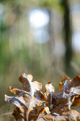 Are dry oak leaves in the autumn forest