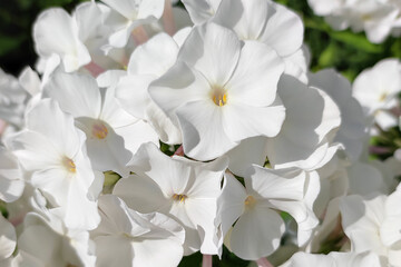 Phlox flowers. Gardening. A greeting card. Holidays and events