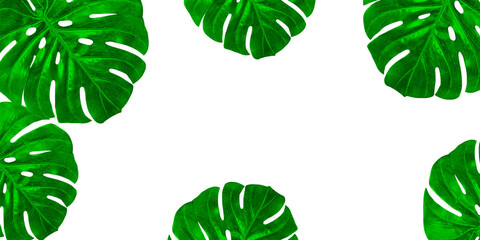 Leaf of tropical monstera plant on white background png file,  Flat lay, top view with space for text  © fatima