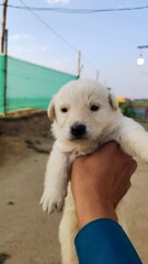 Adorable and lovely cute puppy on owner hand