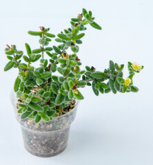 DELOSPERMA PRUINOSUM plant succulent. Little flower on white background