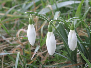 Zbliżenie na białe kwiaty z gatunku Galanthus © Kumulugma