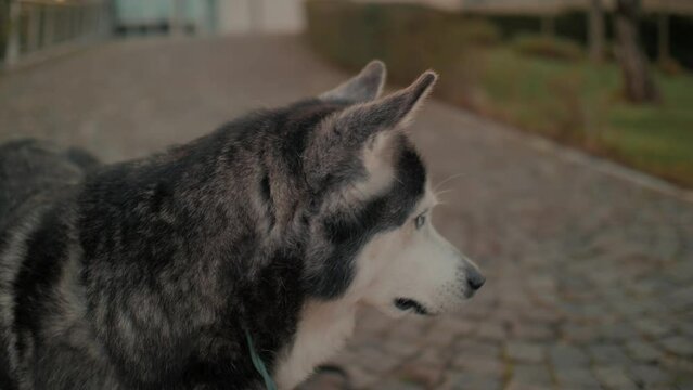 Cute Husky dog howling voice training with female owner outdoor at city park closeup