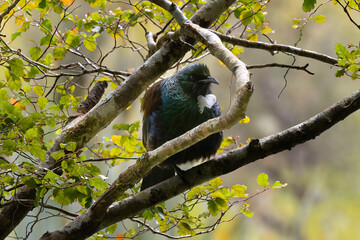 Tui, a native New Zealand endemic bird, is sitting on a tree in the Mirror Lakes Walk area of Fiordland National Park, Milford Sound, New Zealand.