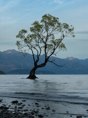 A long exposure photography of lonely tree standing in Lake Wanaka, one of the iconic tourism landmark called 