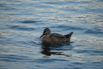 A lonely eye-stripe grey duck, Pārera, swims in Lake Wanaka, Otago, New Zealand during the summer after the breeding season.