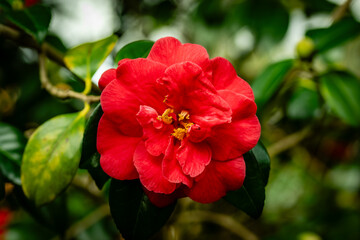 Obraz premium Camelia