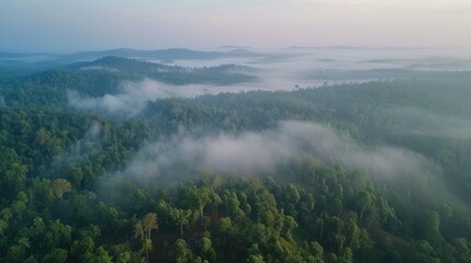 Misty forest aerial view at dawn