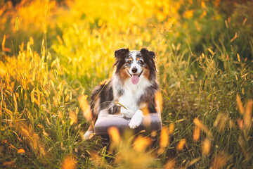 Australian shepherd dog happily relaxes on a soft bench in a field