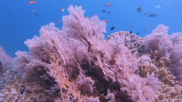 close up view of pink red gorgonian sea fan and finger leather corals growing on the rock boulders with three spot orange blue whitetail damsel fishes cleaner wrasses scissortail sergeant underwater