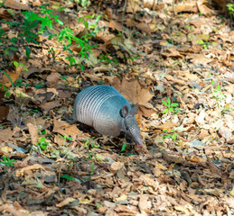 The seven-banded armadillo (Dasypus septemcinctus), animal rummages in a litter of fallen leaves in the forest, Louisiana, USA