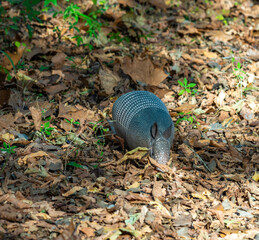 The seven-banded armadillo (Dasypus septemcinctus), animal rummages in a litter of fallen leaves in the forest, Louisiana, USA