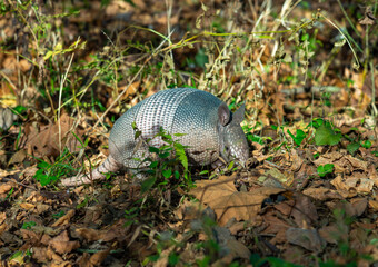 The seven-banded armadillo (Dasypus septemcinctus), animal rummages in a litter of fallen leaves in the forest, Louisiana, USA