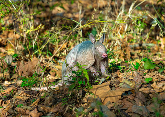 Naklejka na ściany i meble The seven-banded armadillo (Dasypus septemcinctus), animal rummages in a litter of fallen leaves in the forest, Louisiana, USA