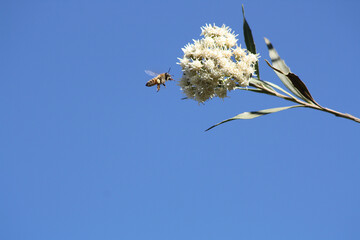 Close-up a a single honeybee flying near white blossoms on a flower, against a blue sky