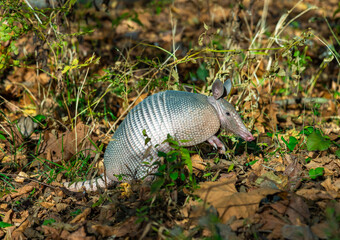 The seven-banded armadillo (Dasypus septemcinctus), animal rummages in a litter of fallen leaves in the forest, Louisiana, USA