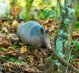The seven-banded armadillo (Dasypus septemcinctus), animal rummages in a litter of fallen leaves in the forest, Louisiana, USA