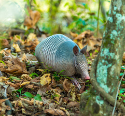 The seven-banded armadillo (Dasypus septemcinctus), animal rummages in a litter of fallen leaves in the forest, Louisiana, USA