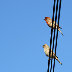 Two small sparrows or finches perch on a vertical wire against a blue sky