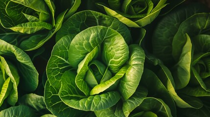 Closeup of lush, vibrant Green Bok Choy leaves and crisp stalks, creating a visually appealing background. Nature's freshness captured in intricate detail, inspiring culinary exploration.
 - obrazy, fototapety, plakaty