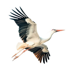 white stork in flight © Buse