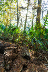 Serenoa repens, commonly known as saw palmetto, is a small palm, Louisiana