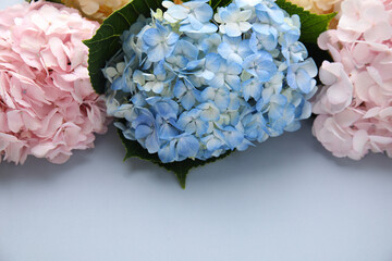 Beautiful hydrangea flowers on gray background, closeup. Space for text