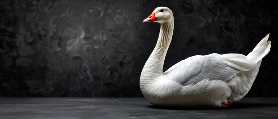 a white swan with a red beak sitting on a black surface in front of a black wall with a black background. - obrazy, fototapety, plakaty