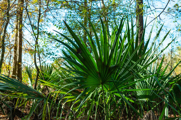 Serenoa repens, commonly known as saw palmetto, is a small palm, Louisiana