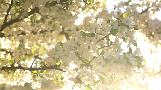 Beautiful spring tree white flower blossoms growing in sunlight on flowering tree branch, spring season in Illinois