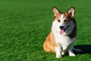 Pembroke Welsh Corgi puppy walks on a sunny day in a clearing with green grass. Sits with his tongue hanging out. Happy little dog. Concept of care, animal life, health, show, dog breed