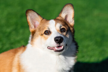 Portrait of a Pembroke Welsh Corgi puppy. Walk on a sunny day. Looks to the side with his mouth open. Against a background of green grass. Happy little dog. Concept of care, animal life, health, show