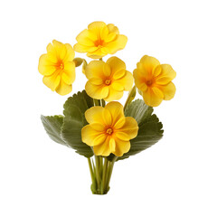 Primrose isolated on transparent background