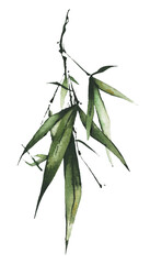 Watercolor hand painted green bamboo branch with leaves. Exotic greenery twig. Clipart watercolour illustration.