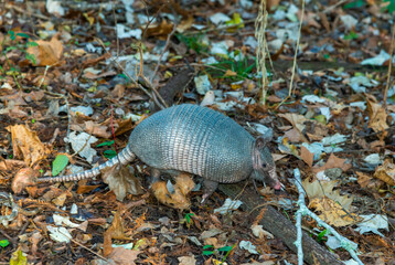 The seven-banded armadillo (Dasypus septemcinctus), animal rummages in a litter of fallen leaves in the forest, Louisiana