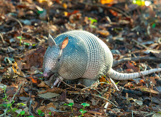 The seven-banded armadillo (Dasypus septemcinctus), animal rummages in a litter of fallen leaves in the forest, Louisiana