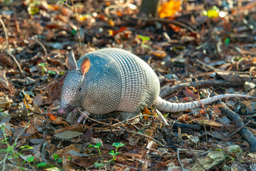 The seven-banded armadillo (Dasypus septemcinctus), animal rummages in a litter of fallen leaves in the forest, Louisiana