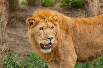 Roaring lion close-up in pride Park