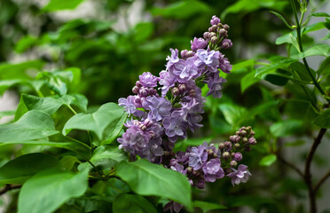 a branch of blooming purple lilac with green leaves