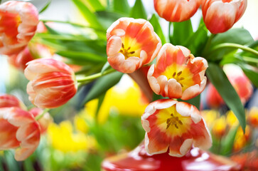 bouquet of red and white tulips in a red vase
