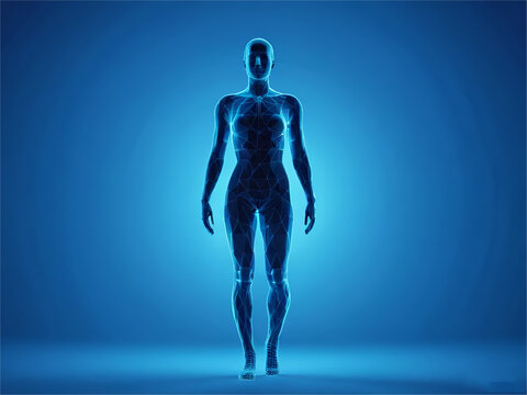 Digital human body. Polygonal wireframe silhouette. on blue background. Technology futuristic man or woman 3d model