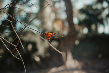 butterfly perched on a branch