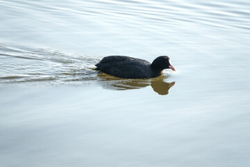 View of the swimming ducks on the lake
