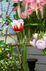 still life with a red and white tulip and spring branches