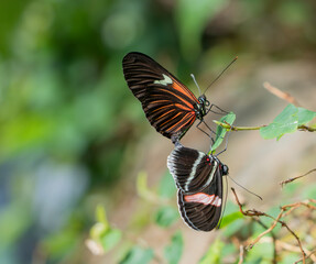 Butterflies mating