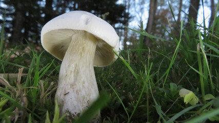Leucopaxillus albissimus

