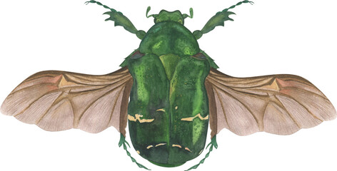 Watercolor illustration of a green cockchafer with wings. Hand drawn insect